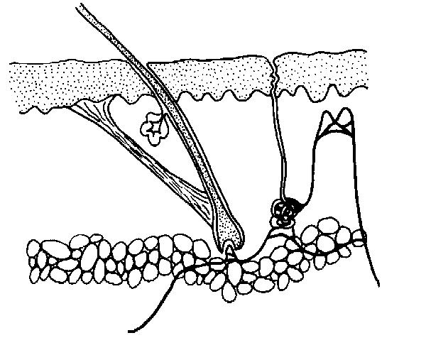 Skin unlabelled.JPG