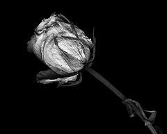 File:Rose.jpg