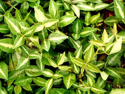 File:Silverleaf2.jpg
