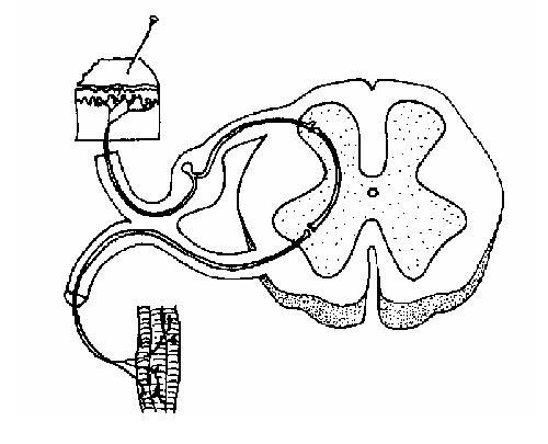 Spinal nervous pathway unlabelled.JPG