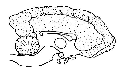 Dog brain unlabelled.JPG