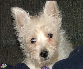 File:Colbie5.jpg