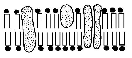 Plasma membrane structure unlabelled.JPG