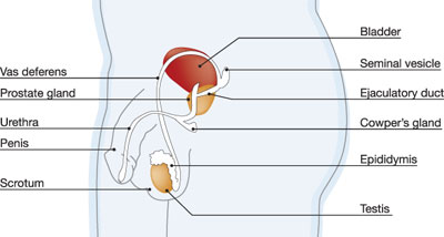 Reproductive system.jpg