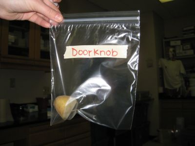File:Door knob potato.jpg