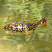 Turtle.jpg
