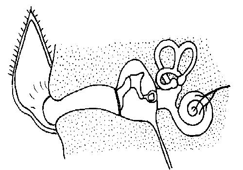 Ear unlabelled.JPG