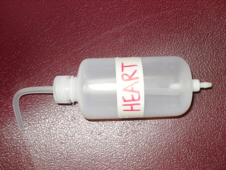 File:Modelheart.jpg