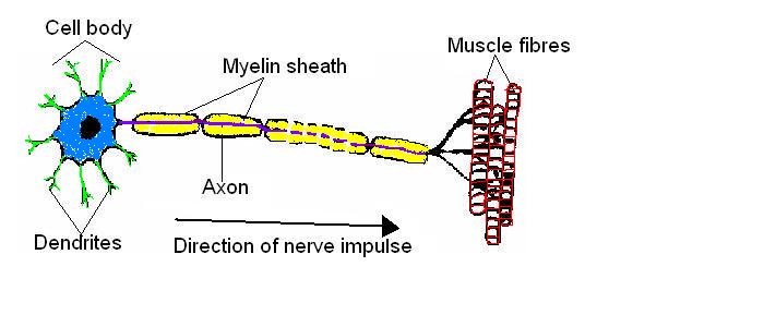 Neuron labelled and coloured.JPG