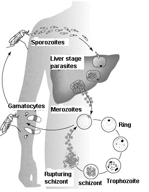 Malarialifecycle.jpg