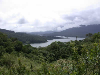 Tropical Rainforest
