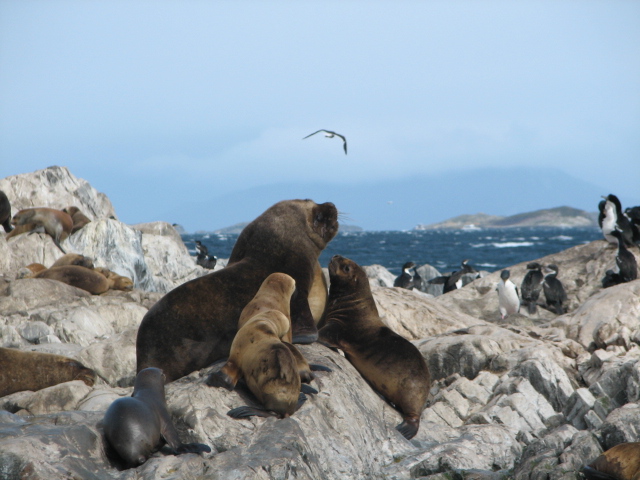 File:Seawolves.jpg