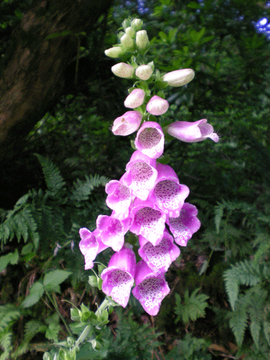 File:Digitalis.gif