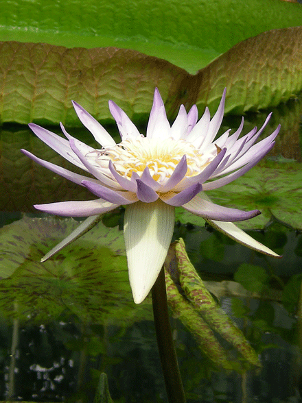 File:Kew2.gif