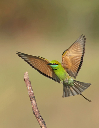 File:Birds2.jpg