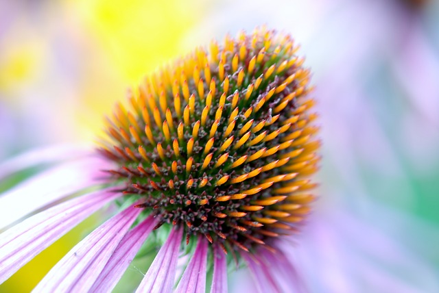 File:Flower cone.jpg