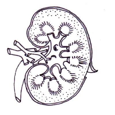 Unlabelled excretory system.JPG