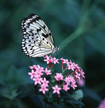 File:Butterfly.jpg
