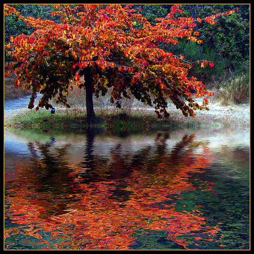 File:Reflective tree.jpg
