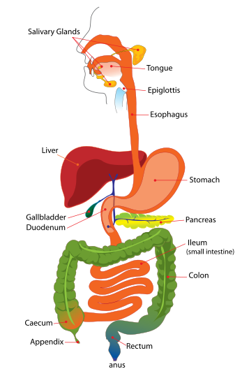 File:Digestive system smc.png