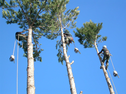 Three up a tree.jpg