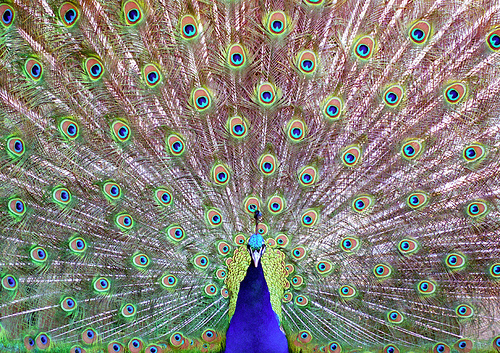 File:PEACOCK.jpg