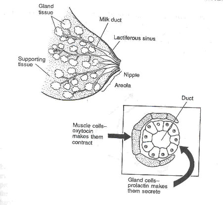 Breastanatomy2.jpg