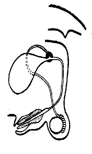 Male repro system unlabelled.JPG