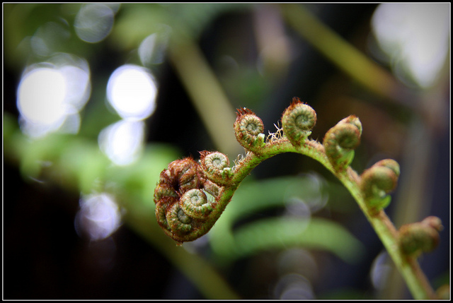 File:Punga frond.jpg