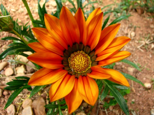 File:African daisy.jpeg