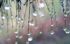 File:Drops1.jpg