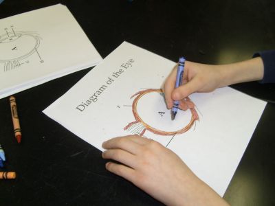 File:Student coloring eye two.jpg
