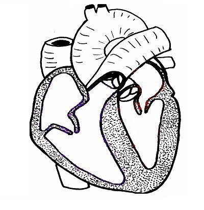 Heart LS unlabelled.JPG