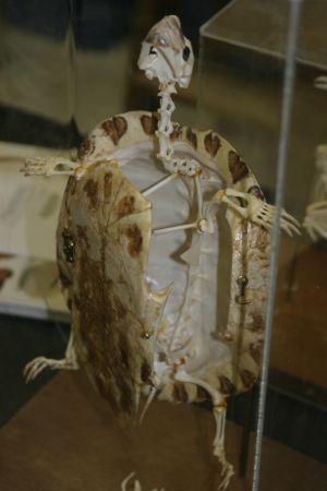 File:Turtle skeleton.jpg