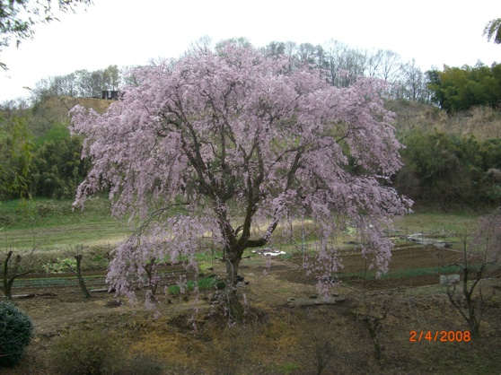 File:Weeping cherry.jpg