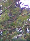 File:Neem.jpg