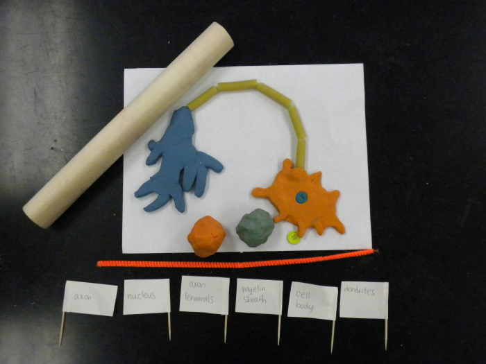File:Teaching bio 1.png