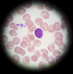 File:Cells1.jpg
