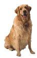 Dog.gif