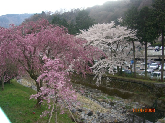 File:Sakura hakone .jpg