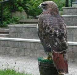 File:RedtailedHawk23.jpg