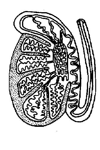 Testis unlabelled.JPG