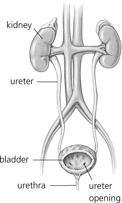 Urinarytract.jpg