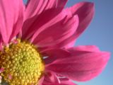 File:Flo3.jpeg
