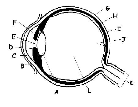 Eye.JPG
