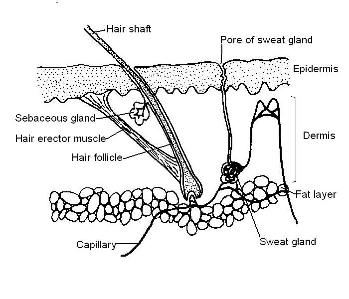 Skin labelled.JPG