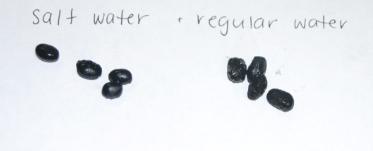 File:Beans7.png
