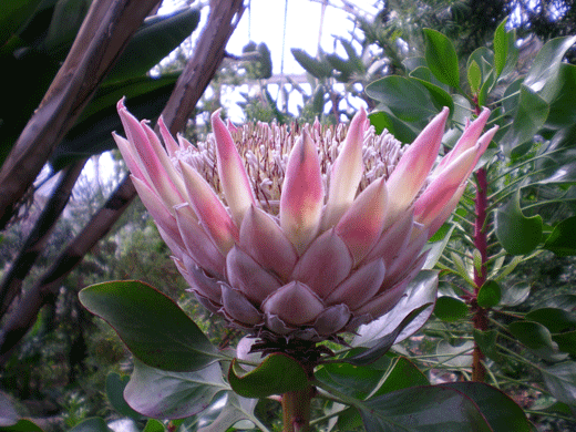 File:Kew3.gif