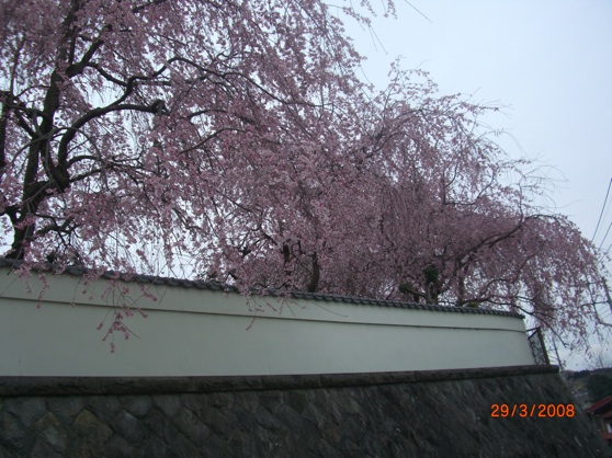 File:Pink cherry blossoms.jpg