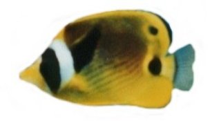 Cutefish.jpg